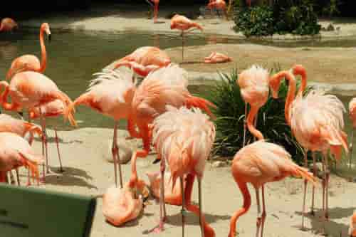 flamingos