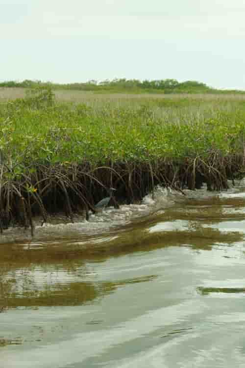 hidden in the mangrove