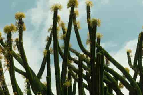 reach for the sky
