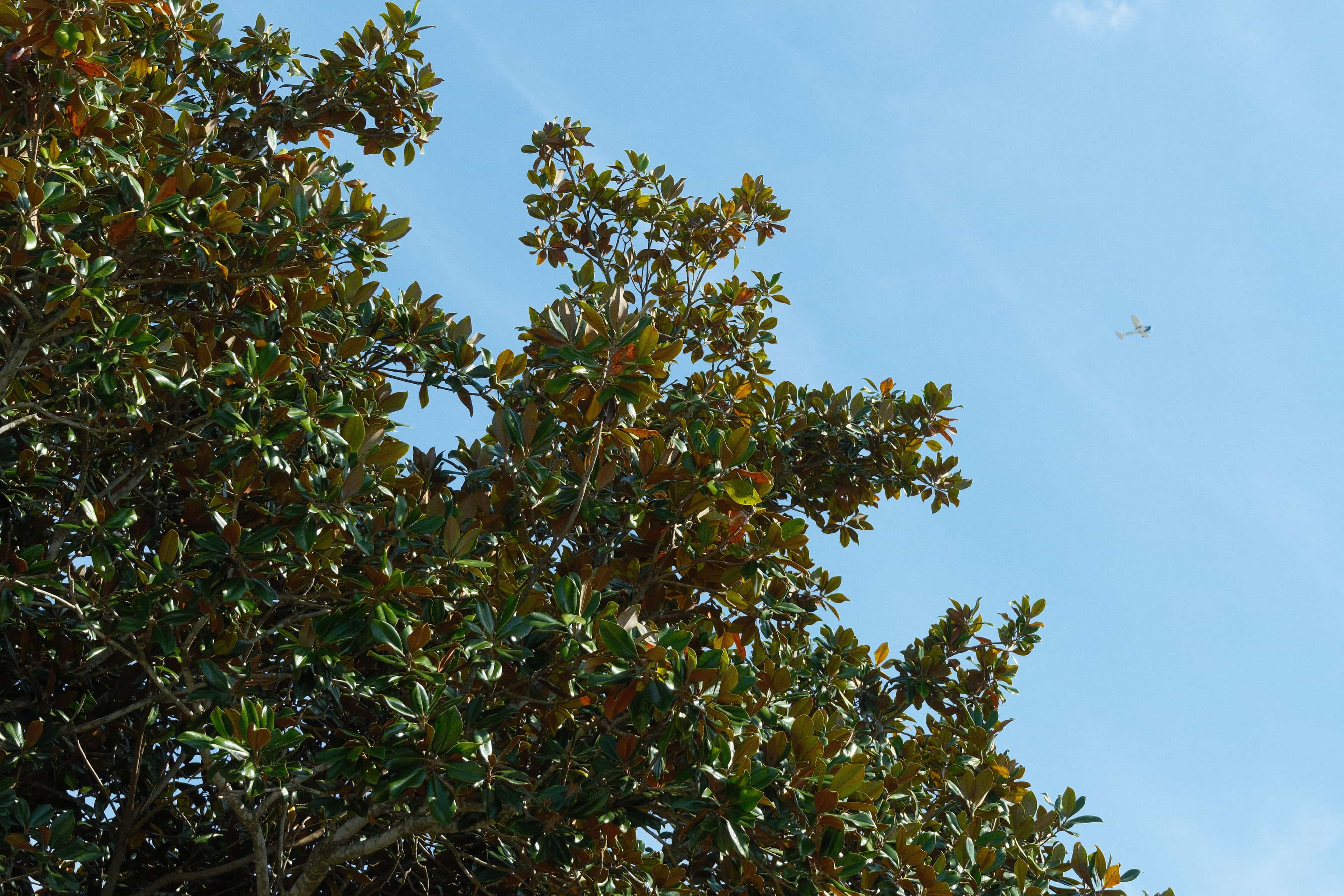 magnolia airlines
