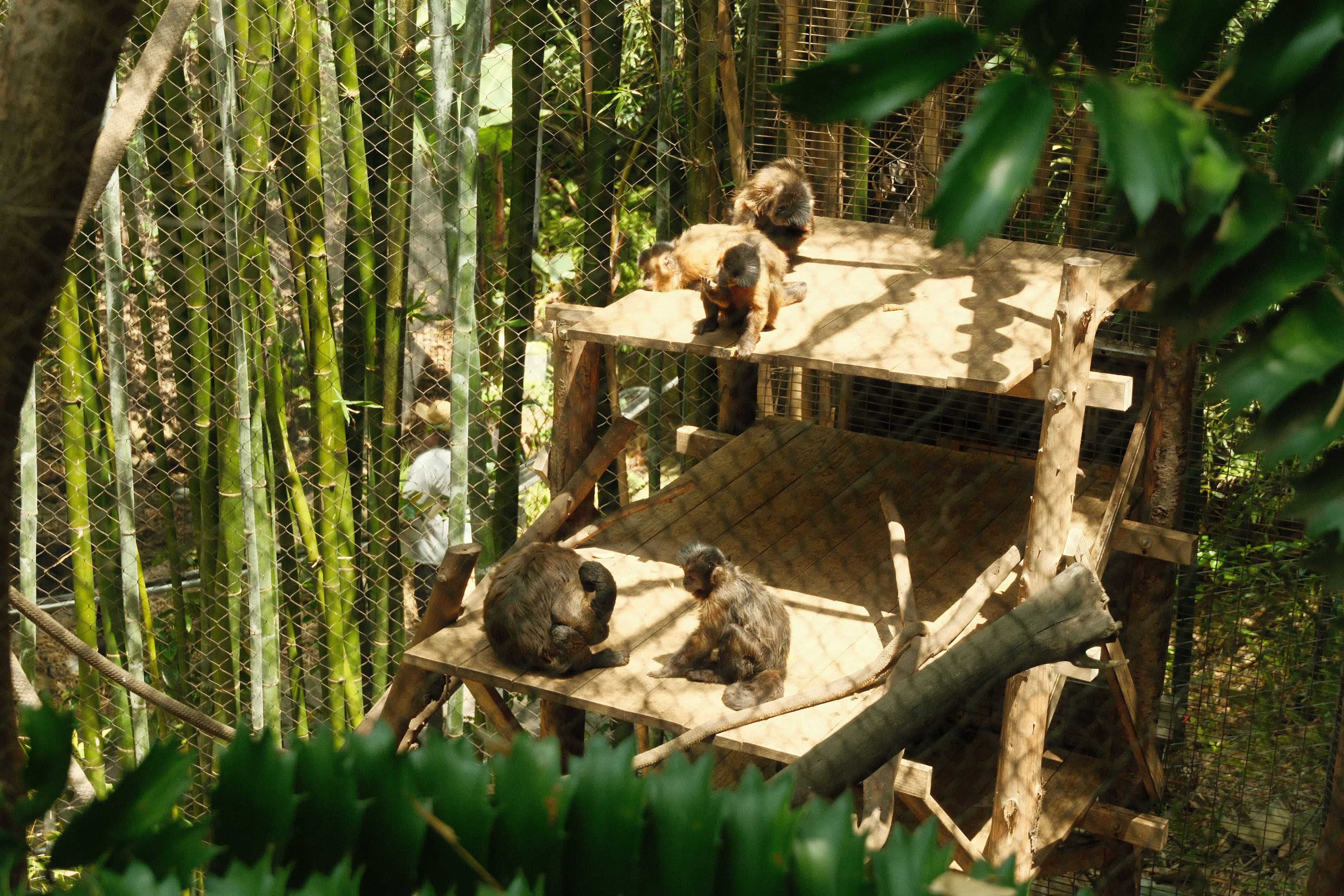 monkeying around