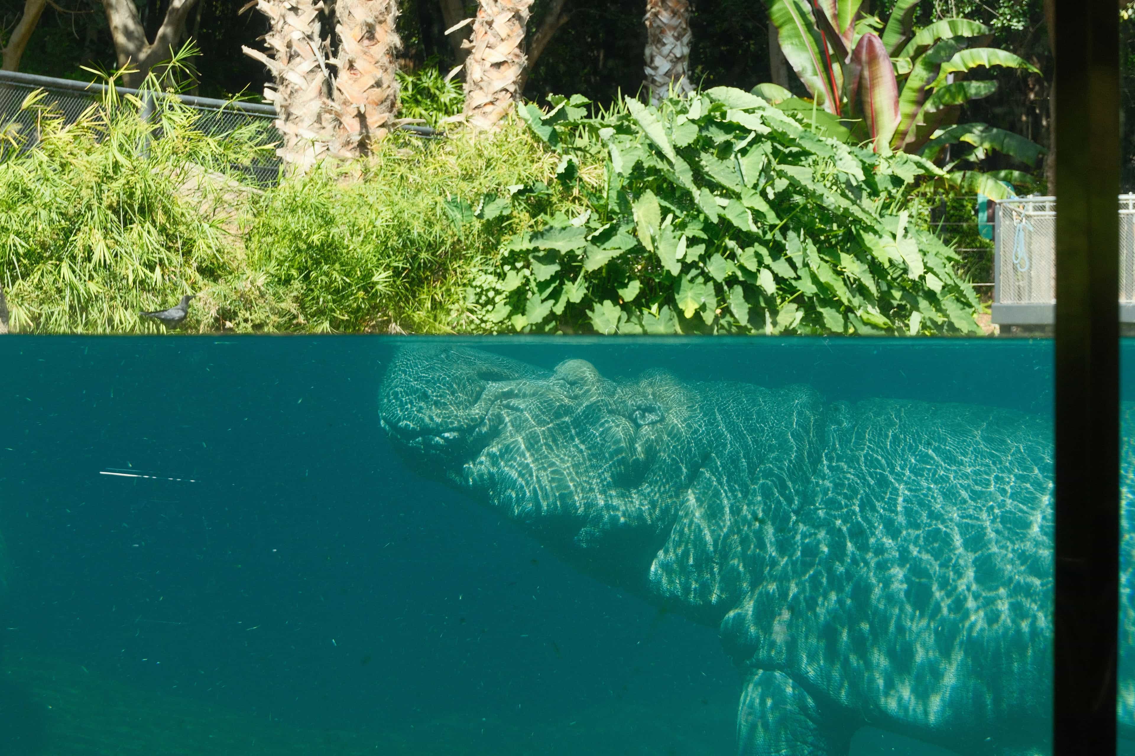 hello i am under the water
