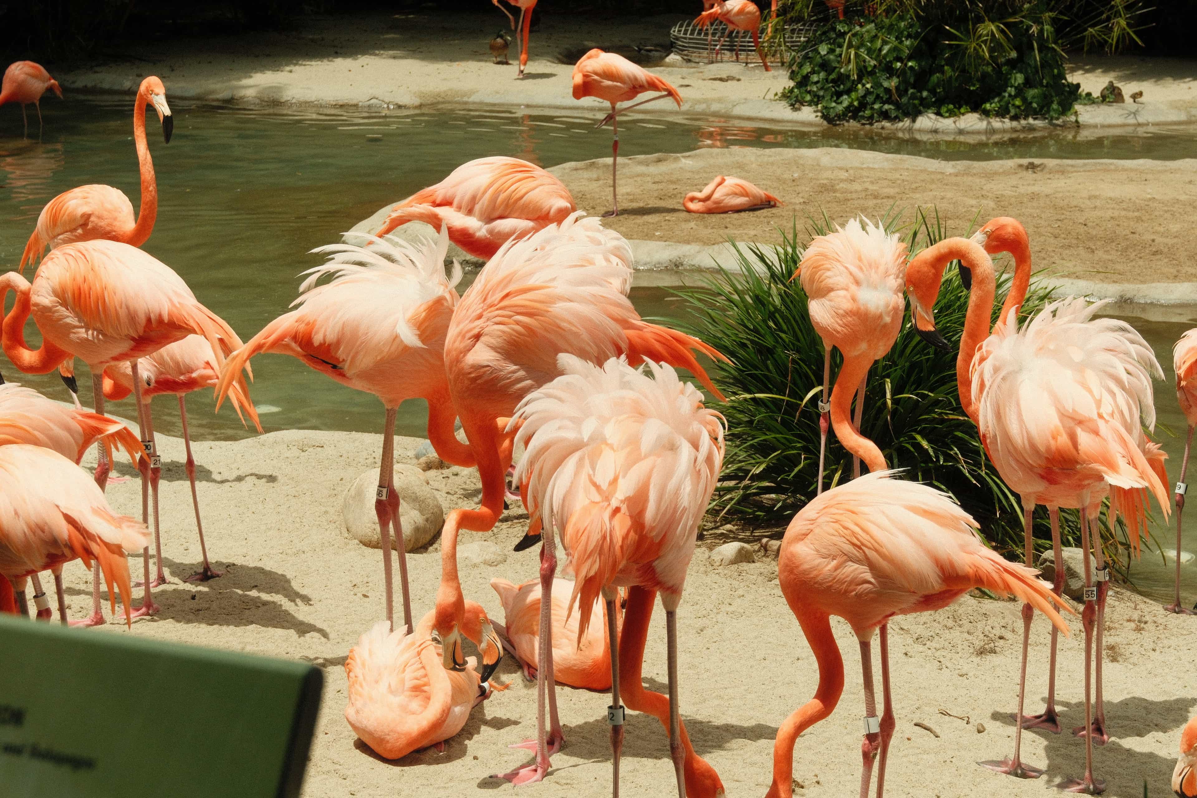 flamingos